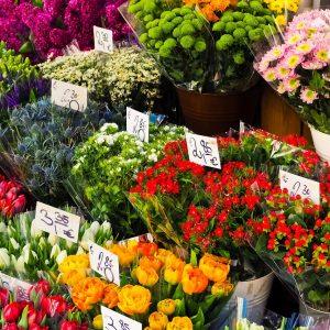 Bases de Datos de Floristerias en Portugal